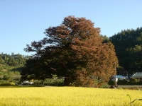 국가유산이미지 | 영풍 태장리 느티나무 영풍 태장리 느티나무