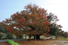 국가유산이미지 | 영풍 태장리 느티나무 영풍 태장리 느티나무