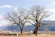 국가유산이미지 | 양산신전리의이팝나무(동절기) 양산신전리의이팝나무(동절기)