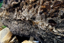 국가유산이미지 | 패류화석 패류화석