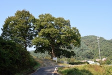 국가유산이미지 | 마을 입구 느티나무 (촬영년도 : 2015년) 마을 입구 느티나무 (촬영년도 : 2015년)