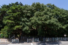 국가유산이미지 | 창원 신방리 음나무 군_1 (촬영년도 : 2015년) 창원 신방리 음나무 군_1 (촬영년도 : 2015년)