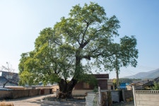 국가유산이미지 | 월성 육통리 회화나무_전경2 (촬영년도 : 2015년) 월성 육통리 회화나무_전경2 (촬영년도 : 2015년)