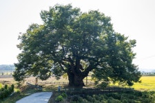 국가유산이미지 | 영풍 단촌리 느티나무_전경2 (촬영년도 : 2015년) 영풍 단촌리 느티나무_전경2 (촬영년도 : 2015년)