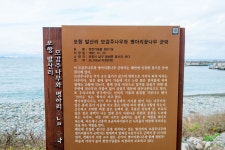 국가유산이미지 | 포항 발산리 모감주나무와 병아리꽃나무 군락_안내문 (촬영년도 : 2015년) 포항 발산리 모감주나무와 병아리꽃나무 군락... 