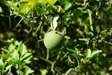 문화재이미지 | 강화 갑곶리 탱자나무_열매 (촬영년도 : 2015년) 강화 갑곶리 탱자나무_열매 (촬영년도 : 2015년)