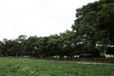 국가유산이미지 | 무안 청천리 팽나무와 개서어나무 숲_뒷쪽 전경 (촬영년도 : 2015년) 무안 청천리 팽나무와 개서어나무 숲_뒷쪽 전경... 