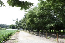 문화재이미지 | 무안 청천리 팽나무와 개서어나무 숲_안쪽 오솔길 (촬영년도 : 2015년) 무안 청천리 팽나무와 개서어나무 숲_안쪽 오솔길... 