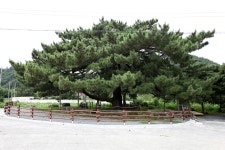 네이버 검색 결과 사진 5