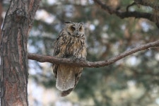 국가유산이미지 | 칡부엉이 칡부엉이