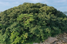 국가유산이미지 | 완도 주도 상록수림 드론사진(2021년) 완도 주도 상록수림 드론사진(2021년)