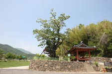 국가유산이미지 | 순천 평중리 이팝나무 전경(2023년) 순천 평중리 이팝나무 전경(2023년)