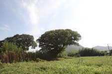 국가유산이미지 | 무안 청천리 팽나무와 개서어나무 숲(2016년) 무안 청천리 팽나무와 개서어나무 숲(2016년)