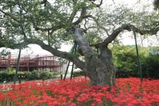 국가유산이미지 | 무안 청천리 팽나무와 개서어나무 숲(2016년) 무안 청천리 팽나무와 개서어나무 숲(2016년)