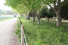 국가유산이미지 | 무안 청천리 팽나무와 개서어나무 숲(2021년) 무안 청천리 팽나무와 개서어나무 숲(2021년)