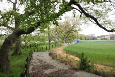 국가유산이미지 | 무안 청천리 팽나무와 개서어나무 숲(2021년) 무안 청천리 팽나무와 개서어나무 숲(2021년)