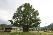 국가유산이미지 | 금산 요광리 은행나무 전경(2020년) 금산 요광리 은행나무 전경(2020년)