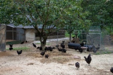 국가유산이미지 | 연산 화악리의 오계(사진)_농장 (촬영년도_2024년) 연산 화악리의 오계(사진)_농장 (촬영년도_2024년)