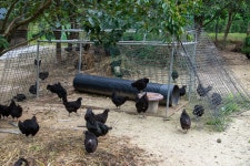 국가유산이미지 | 연산 화악리의 오계(사진)_농장 (촬영년도_2024년) 연산 화악리의 오계(사진)_농장 (촬영년도_2024년)