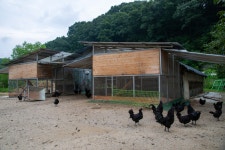 국가유산이미지 | 연산 화악리의 오계(사진)_농장 (촬영년도_2024년) 연산 화악리의 오계(사진)_농장 (촬영년도_2024년)