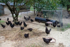 국가유산이미지 | 연산 화악리의 오계(사진)_농장 (촬영년도_2024년) 연산 화악리의 오계(사진)_농장 (촬영년도_2024년)