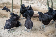 국가유산이미지 | 연산 화악리의 오계(사진)_농장 (촬영년도_2024년) 연산 화악리의 오계(사진)_농장 (촬영년도_2024년)