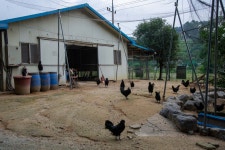 국가유산이미지 | 연산 화악리의 오계(사진)_농장 (촬영년도_2024년) 연산 화악리의 오계(사진)_농장 (촬영년도_2024년)