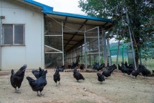 국가유산이미지 | 연산 화악리의 오계(사진)_농장 (촬영년도_2024년) 연산 화악리의 오계(사진)_농장 (촬영년도_2024년)