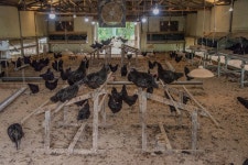 국가유산이미지 | 연산 화악리의 오계(사진)_농장 (촬영년도_2024년) 연산 화악리의 오계(사진)_농장 (촬영년도_2024년)