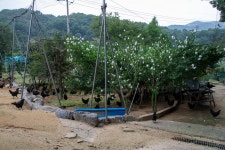 국가유산이미지 | 연산 화악리의 오계(사진)_농장 (촬영년도_2024년) 연산 화악리의 오계(사진)_농장 (촬영년도_2024년)