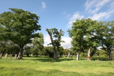 국가유산이미지 | 광양읍수와 이팝나무(2024년) 광양읍수와 이팝나무(2024년)