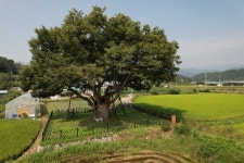 국가유산이미지 | 영풍 단촌리 느티나무(2023년) 영풍 단촌리 느티나무(2023년)
