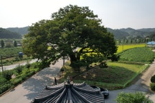 국가유산이미지 | 영풍 태장리 느티나무(2023년) 영풍 태장리 느티나무(2023년)