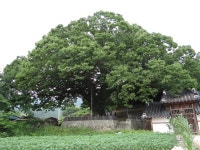 국가유산이미지 | 남원 진기리 느티나무(2017년) 남원 진기리 느티나무(2017년)