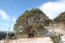 국가유산이미지 | 무주 삼공리 반송(2024년) 무주 삼공리 반송(2024년)