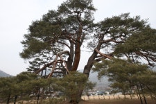 국가유산이미지 | 상주 상현리 반송(2024년) 상주 상현리 반송(2024년)