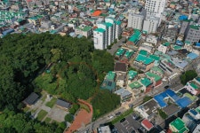 국가유산이미지 | 부산 좌수영성지 푸조나무(2021년) 부산 좌수영성지 푸조나무(2021년)