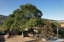 국가유산이미지 | 월성 육통리 회화나무(2023년) 월성 육통리 회화나무(2023년)