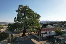 국가유산이미지 | 월성 육통리 회화나무(2023년) 월성 육통리 회화나무(2023년)