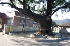 국가유산이미지 | 월성 육통리 회화나무(2023년) 월성 육통리 회화나무(2023년)