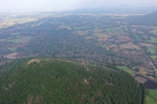 국가유산이미지 | 제주 평대리 비자나무 숲(2021년) 제주 평대리 비자나무 숲(2021년)