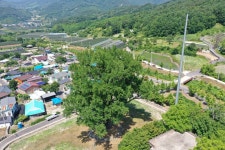 국가유산이미지 | 함양 운곡리 은행나무(2024년) 함양 운곡리 은행나무(2024년)