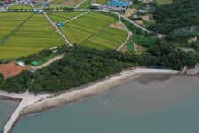 국가유산이미지 | 완도 대문리 모감주나무군락(2021년) 완도 대문리 모감주나무군락(2021년)