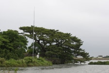 국가유산이미지 | 제주 수산리 곰솔(2021년) 제주 수산리 곰솔(2021년)