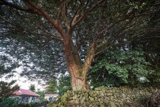 국가유산이미지 | 영평조록나무 영평조록나무