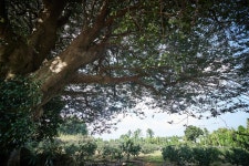 국가유산이미지 | 영평조록나무 영평조록나무