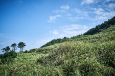 국가유산이미지 | 비양도의비양나무자생지 비양도의비양나무자생지