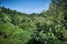 국가유산이미지 | 비양도의비양나무자생지 비양도의비양나무자생지