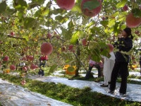 갤러리 | HIT 대전보건대학교-뷰티케어과 사과밭 봉사활동 – 갤러리 – HIT 대전보건대학교