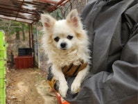 … 겁이 많지만, 사랑에는 누구보다 빨리 다가갈 준비가 되어 있어요 (+치와와, 광주TNR동물병원초월, 경기-광주-2025-00737)